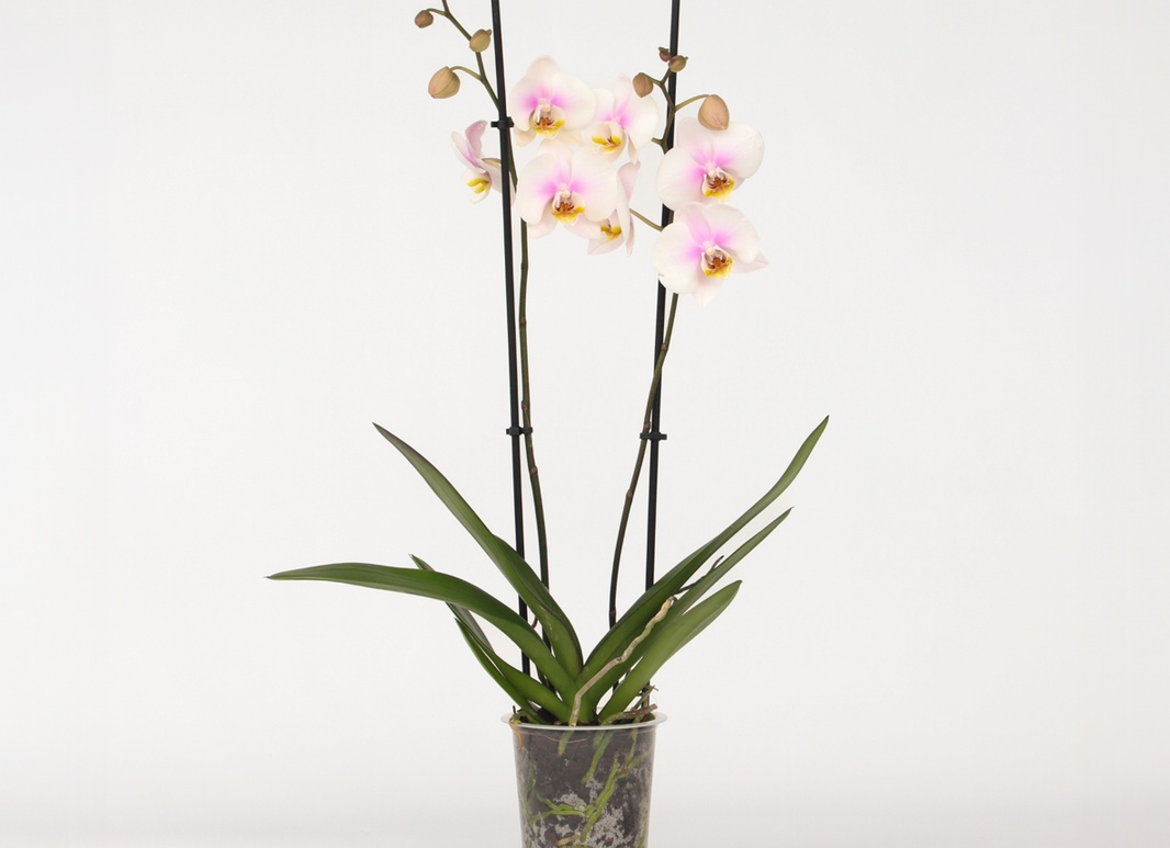 Вайлстекеара. Фотографии Вайлстекеара и другие картинки комнатных цветов.