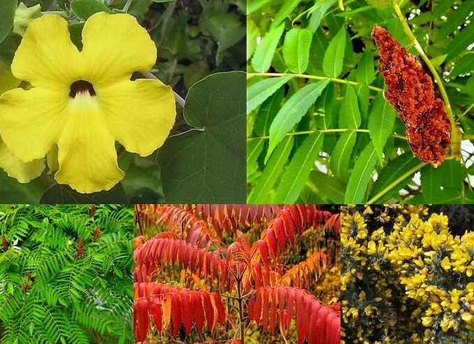 Цветы на букву У. Фотографии и названия цветов и комнатных растений на букву У.