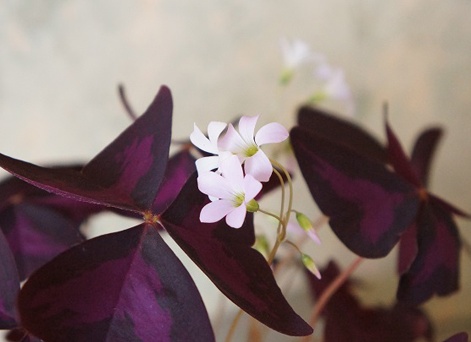 Цветок Кислица. Уход, пересадка, размножение, болезни и фото Кислицы.