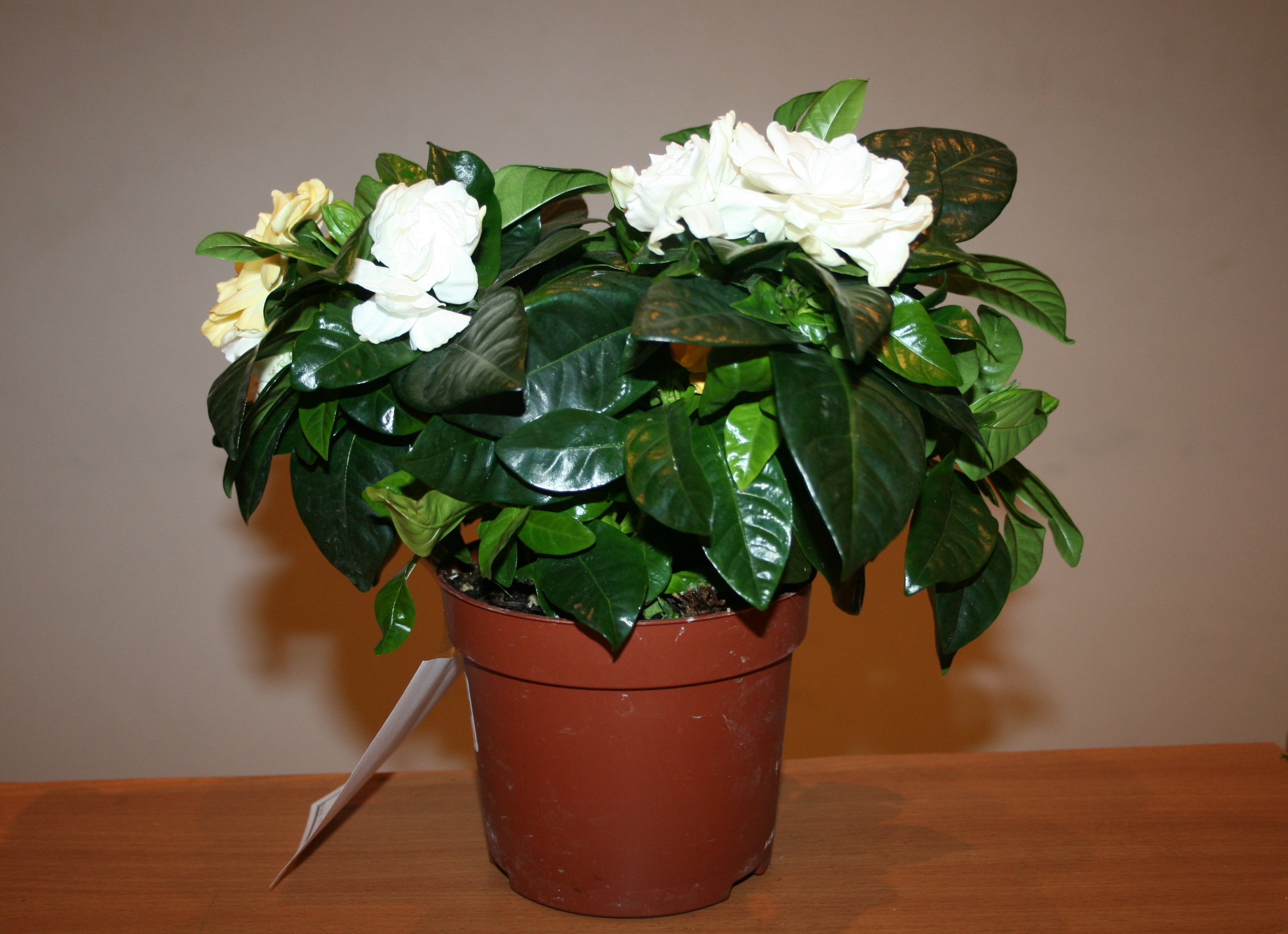 гардения в горшке гардения в горшке