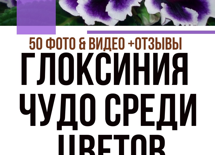 Цветок Глоксиния. Уход, пересадка, размножение, болезни и фото Глоксинии.