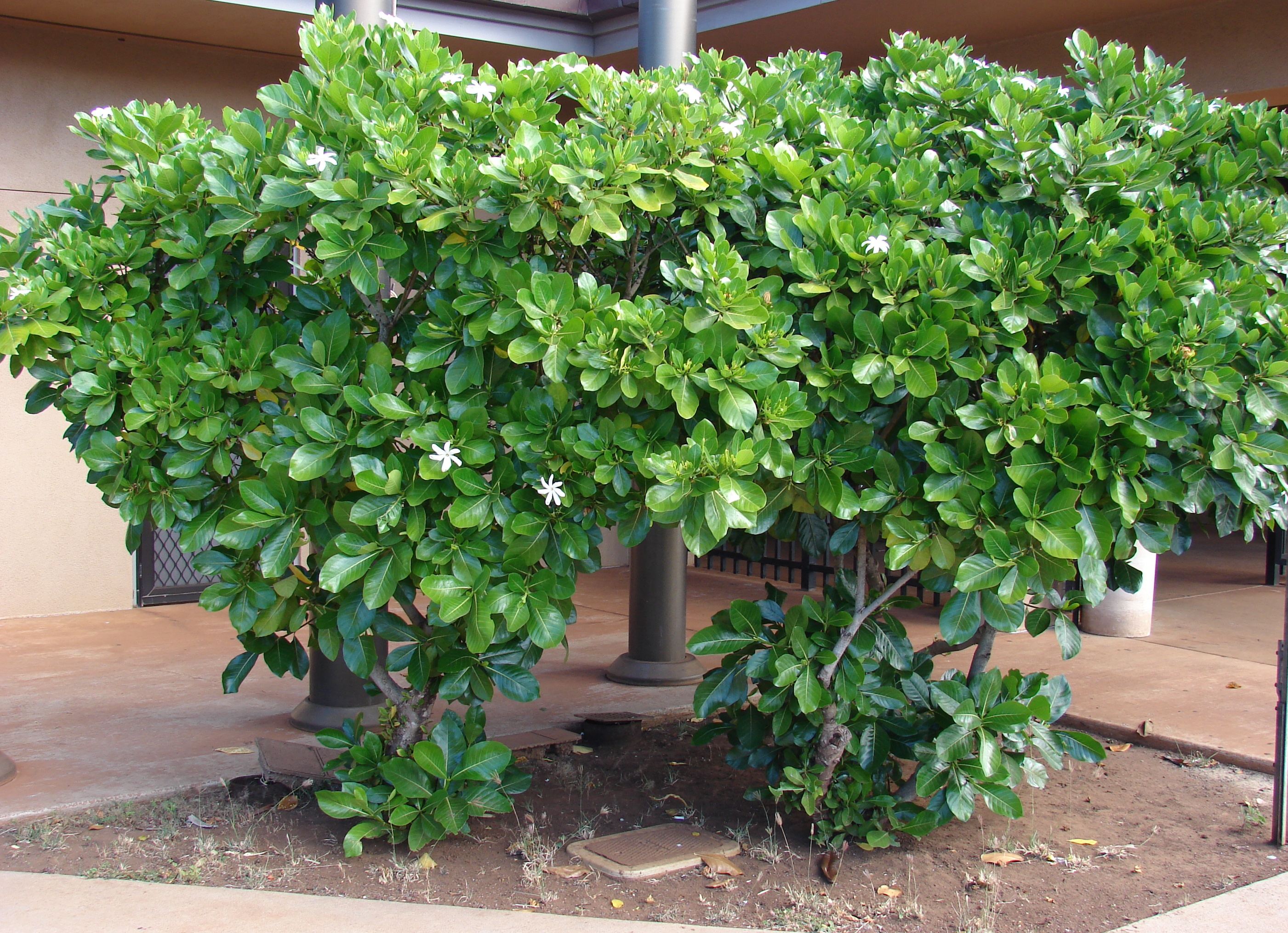 гардения дома гардения дома