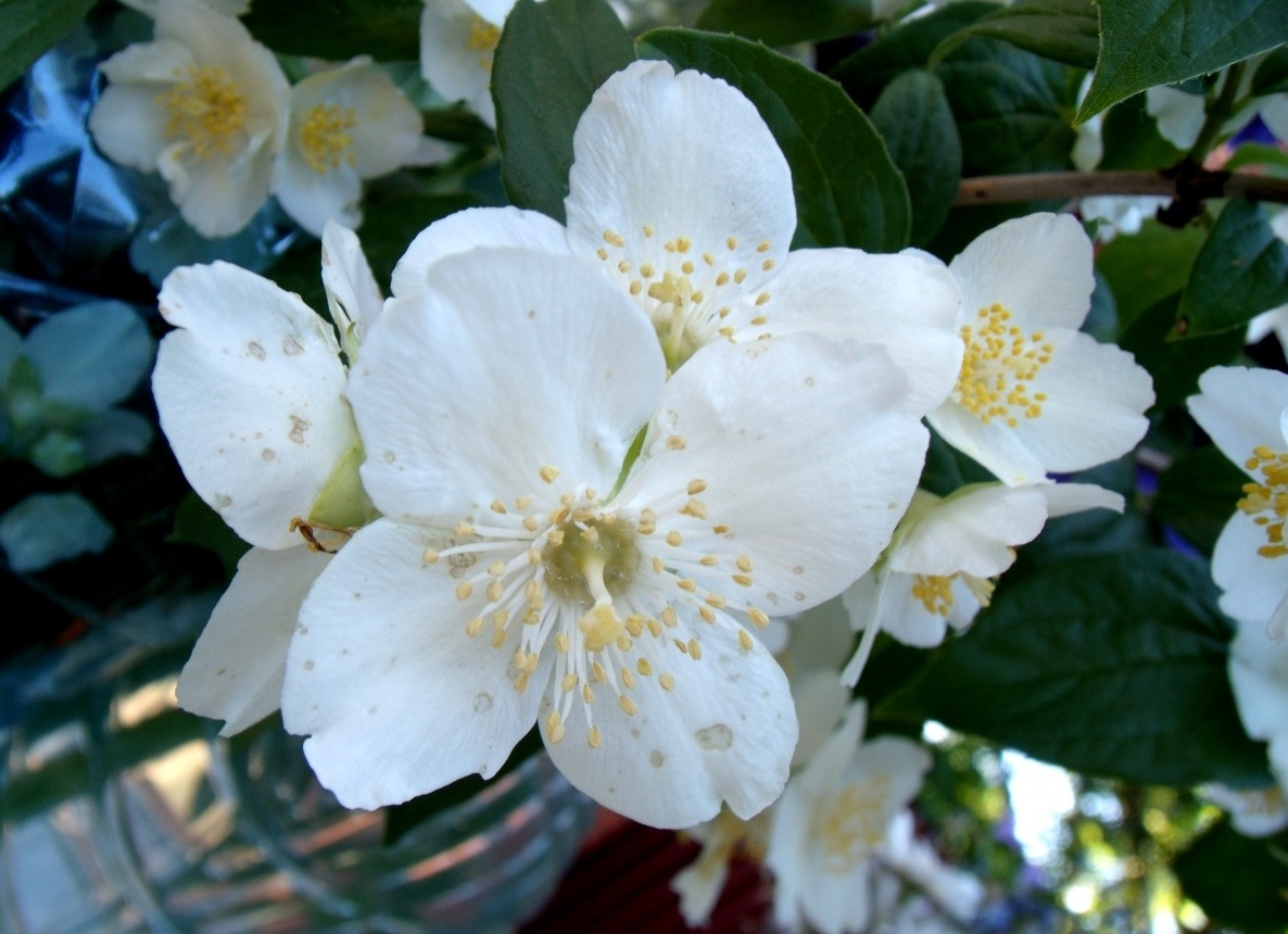 цветок жасмин