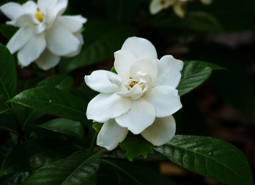 гардения гардения