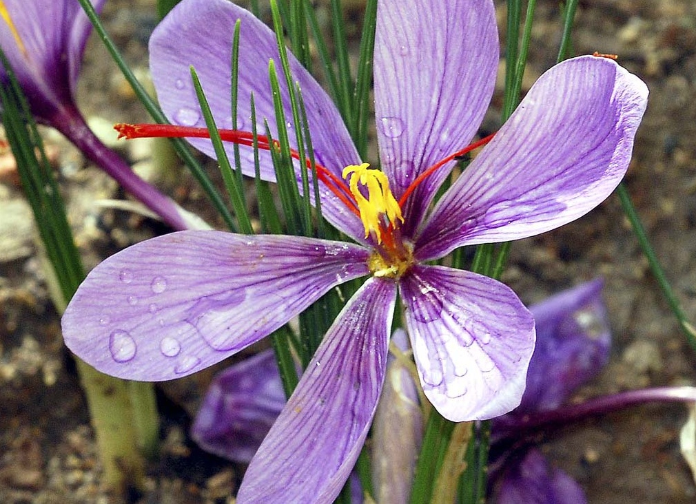 Крокус. Уход за цветами шафран,комнатное растение крокус, размножение, полив, уход. Цветок крокус выращивание.