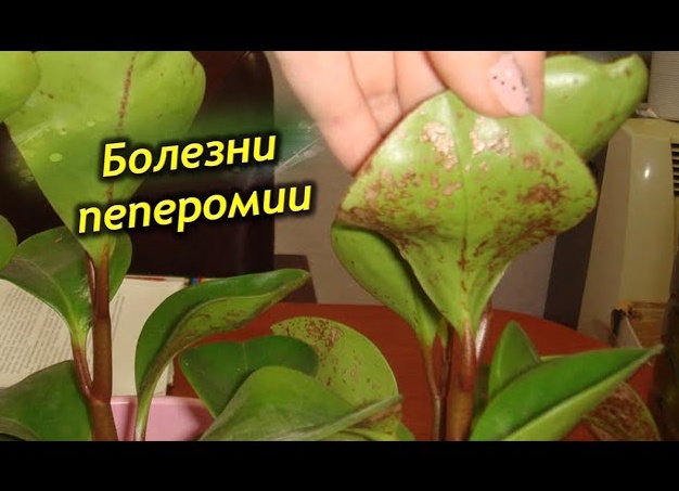 Цветок Непентес. Уход, пересадка, размножение, болезни и фото Непентеса.