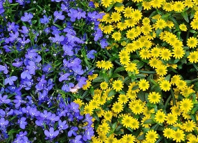 Цветы на букву И. Фотографии и названия цветов и комнатных растений на букву И.