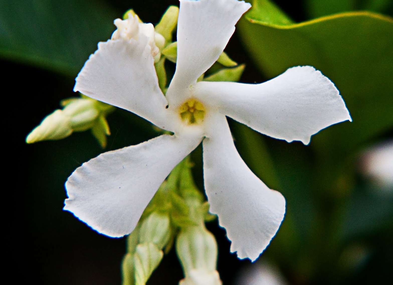 жасмин выращивание