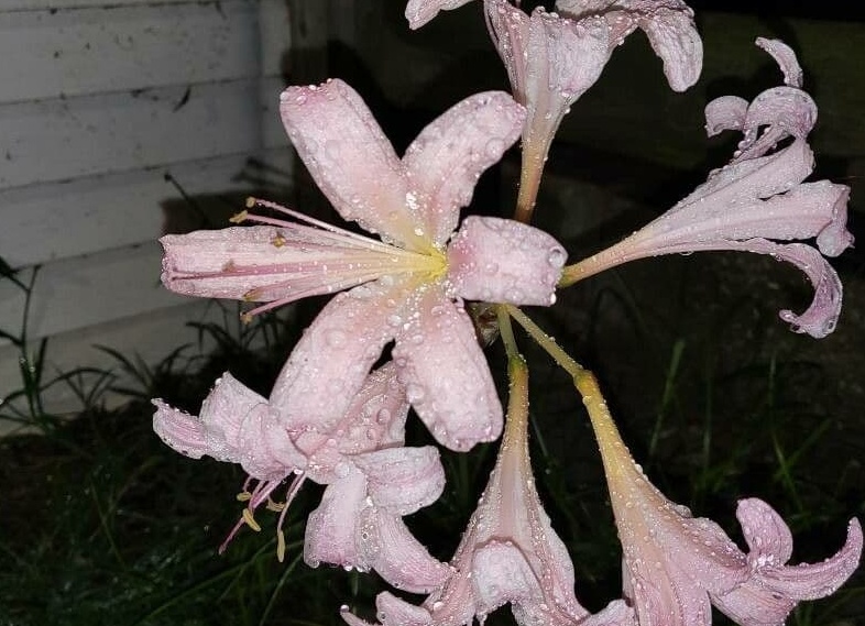 Ликорис — Комнатные цветы