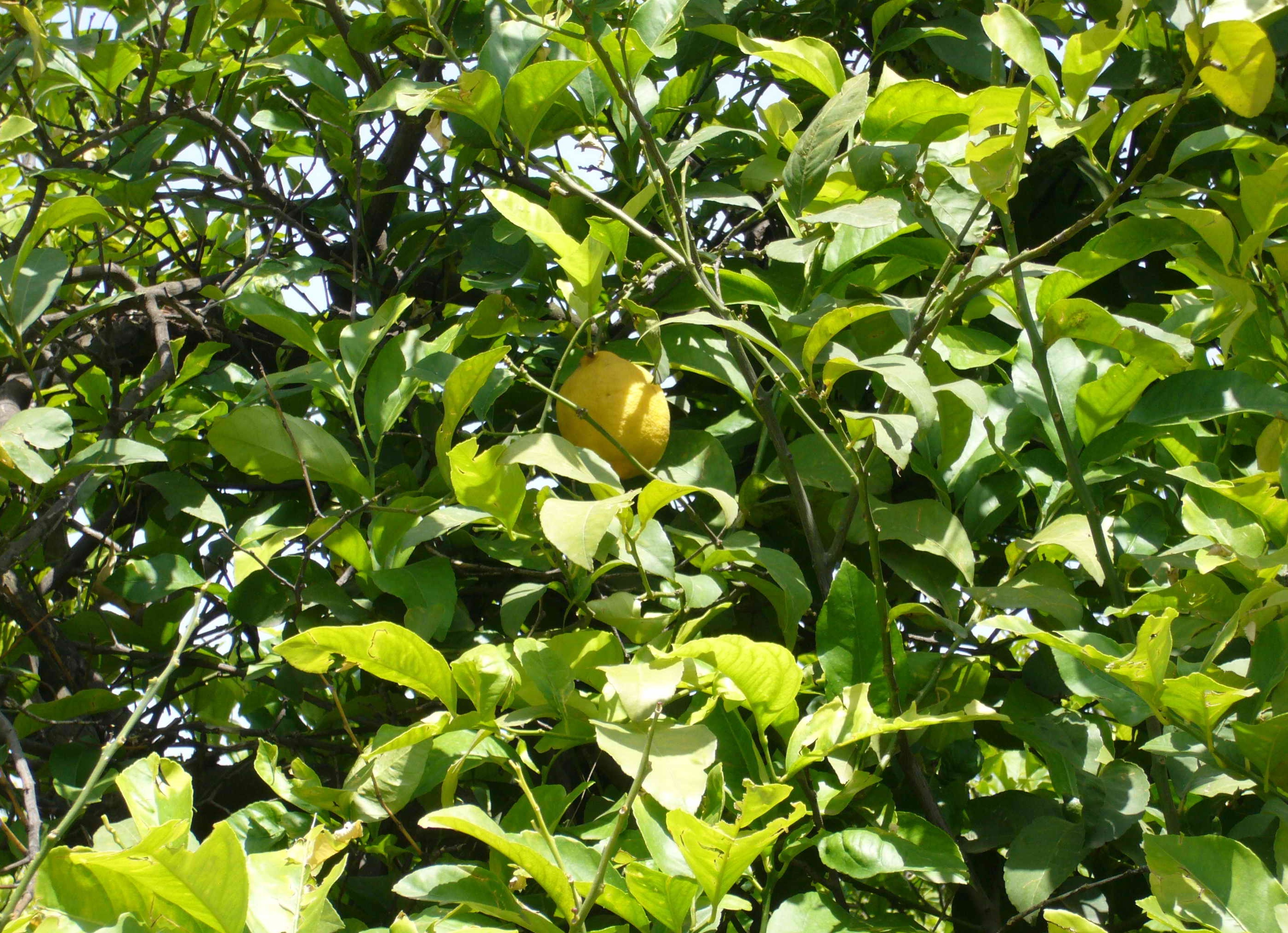 лимон фото лимон фото