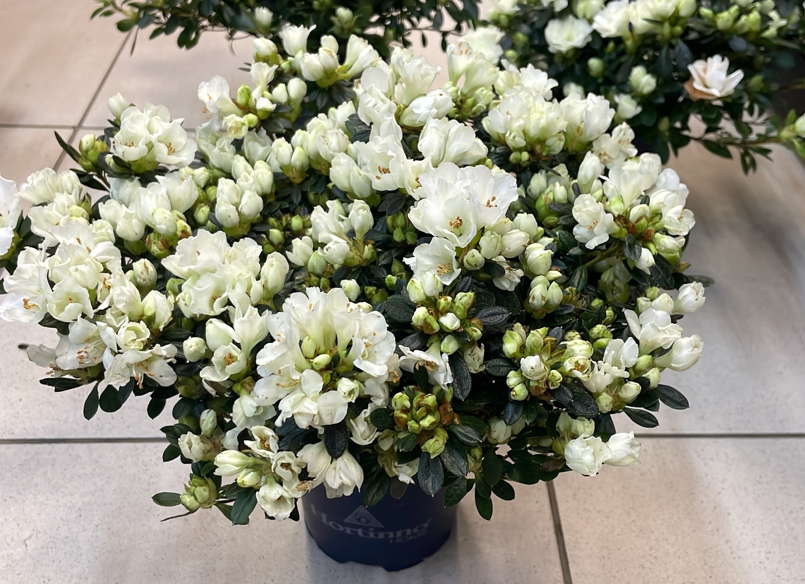 Азалия белая. Фотографии Азалия белая и другие картинки комнатных цветов.