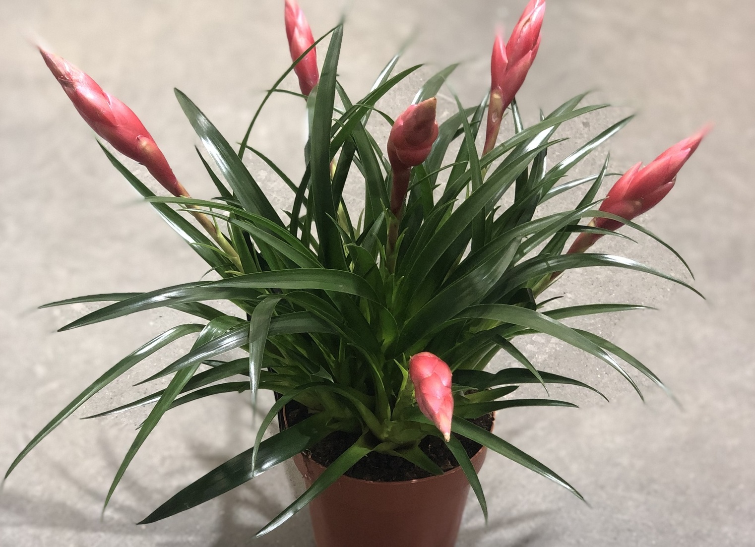 Вриезия — Комнатные цветы