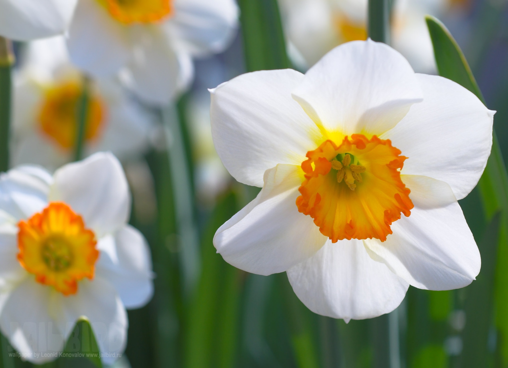 Цветок Нарсцисс. Уход, пересадка, размножение, болезни и фото Нарсцисса.
