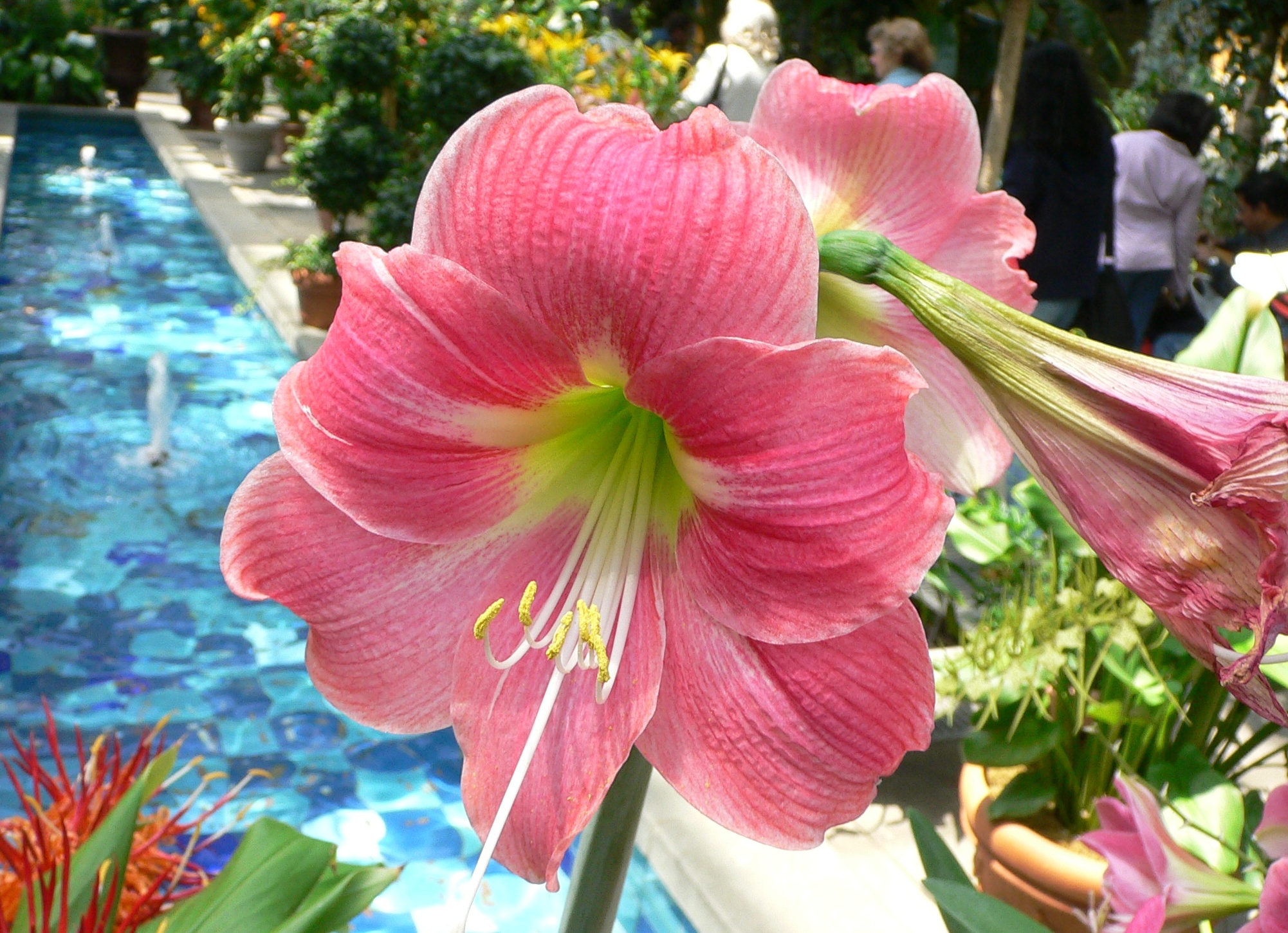 Цветок Гиппеаструм. Уход, пересадка, размножение, болезни и фото Гиппеаструма.