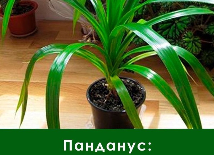 Панданус в горшке — Комнатные цветы