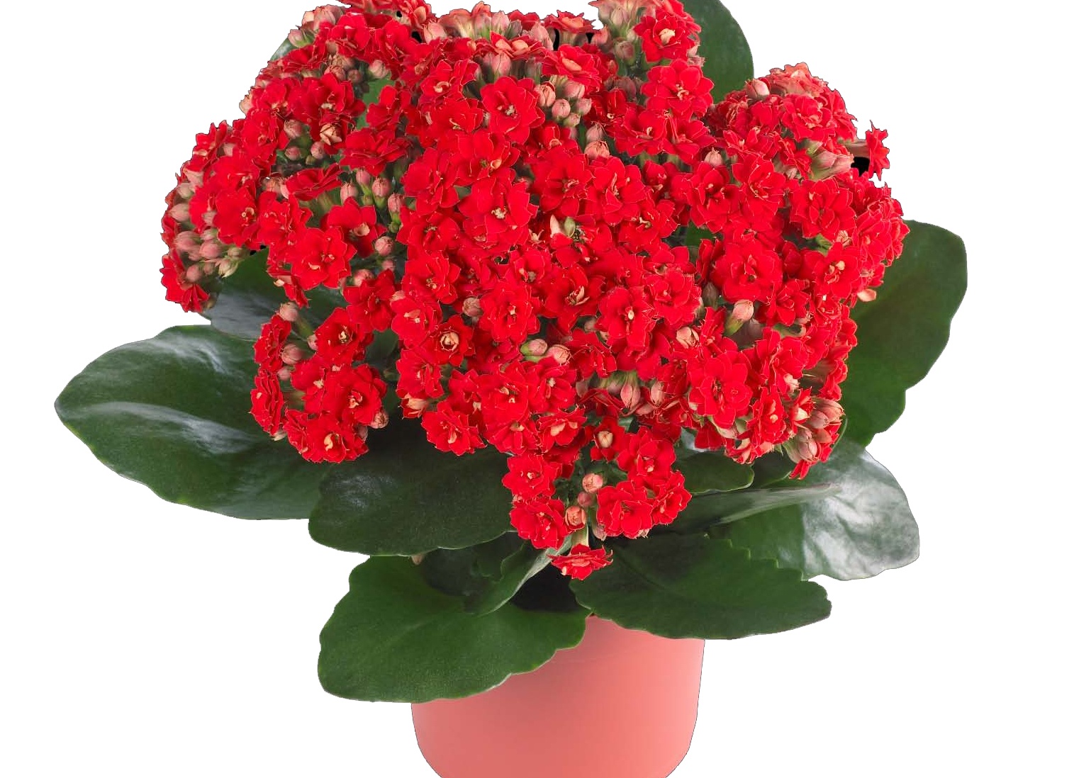 Цветок Каланхоэ. Уход, пересадка, размножение, болезни и фото Каланхоэ.