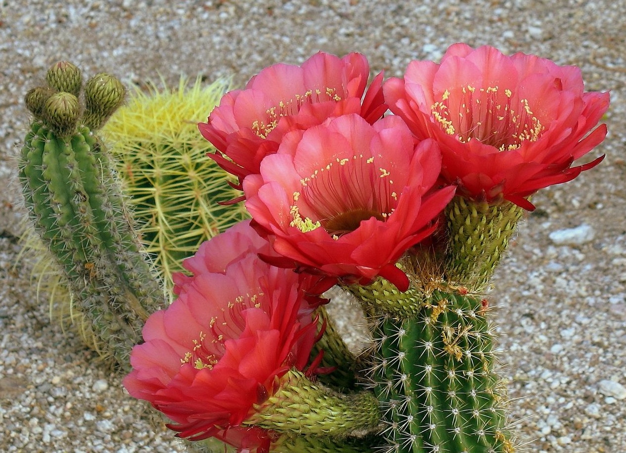 Кактусы. Уход за цветами кактусами,комнатное растение кактус, размножение, полив, уход. Цветок кактус выращивание.