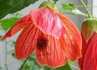 Названия цветов