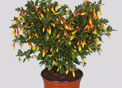 Якобиния. Фотографии Якобиния и другие картинки комнатных цветов.