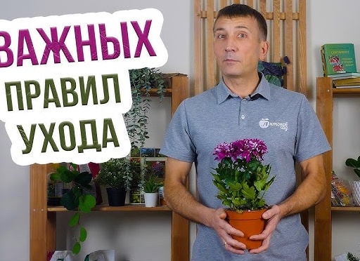 Хризантема. Уход за цветком хризантема, комнатное и садовое растение хризантема, размножение, полив, уход. Цветок хризантема.
