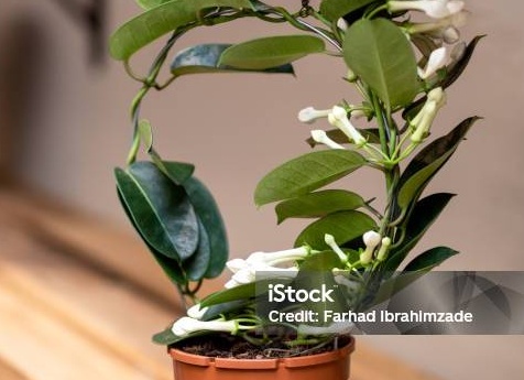 Стефанотис. Фотографии Стефанотис и другие картинки комнатных цветов.