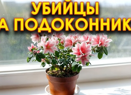 «Домики» для комнатных растений — Комнатные цветы