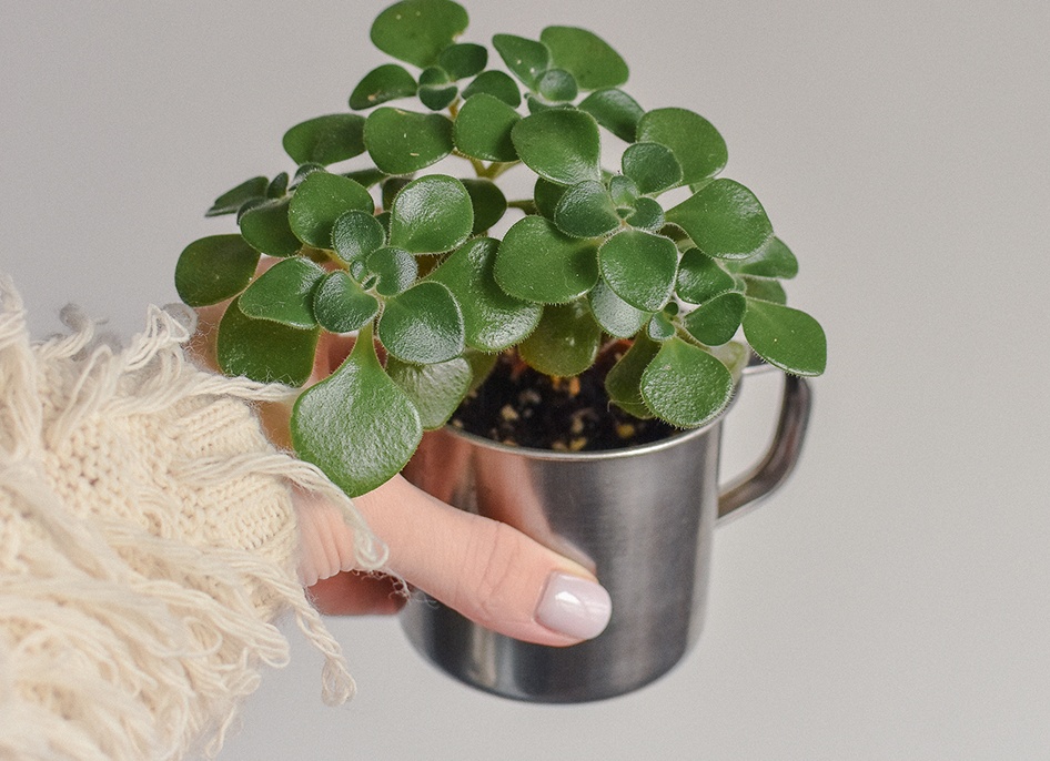 Аихризон. Фотографии Аихризон и другие картинки комнатных цветов.