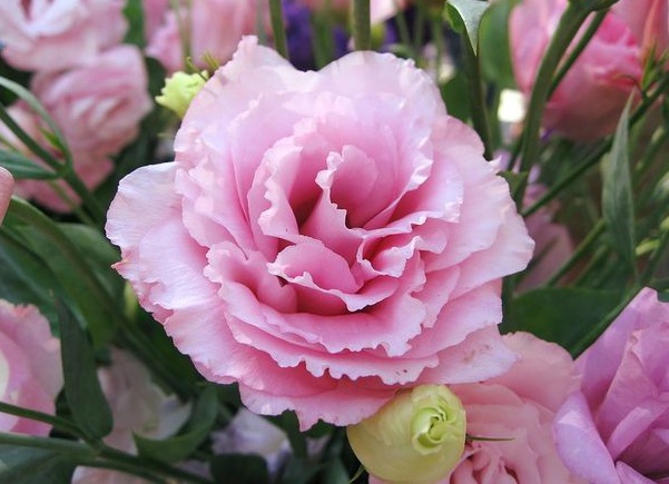 Цветы на букву Э. Фотографии и названия цветов и комнатных растений на букву Э.