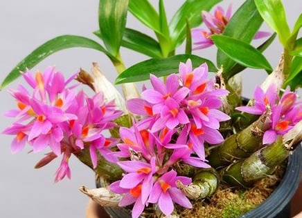 Цветок Цимбидиум. Уход, пересадка, размножение, болезни и фото Цимбидиума.