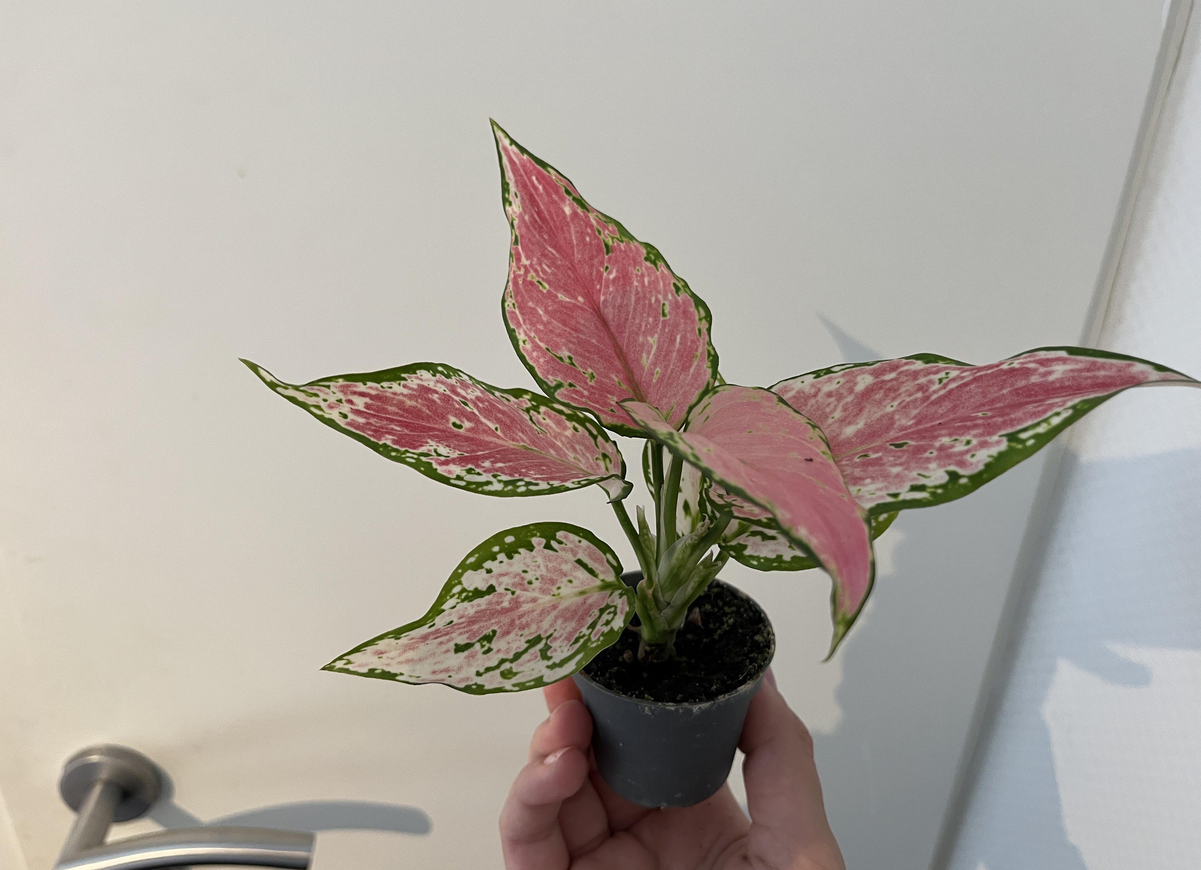 Диффенбахия. Фотографии Диффенбахия и другие картинки комнатных цветов.