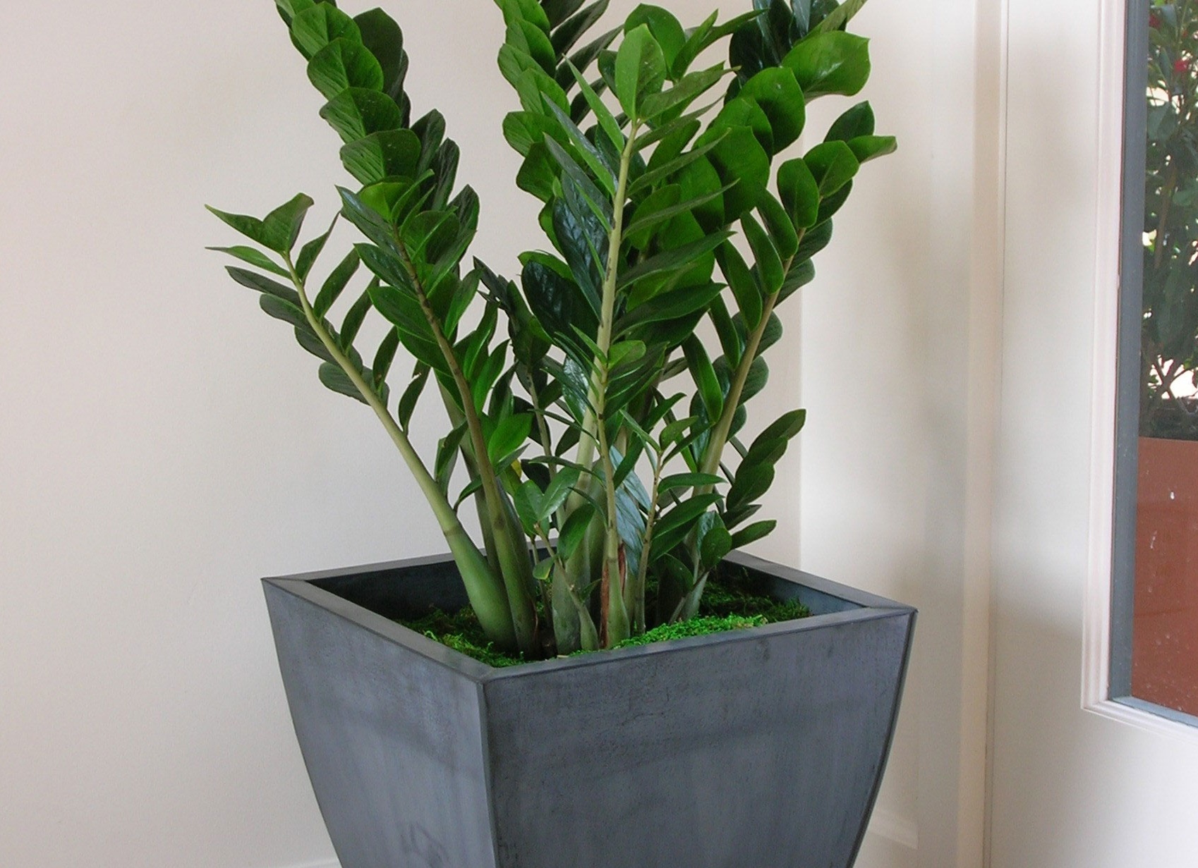 Замиокулькас. Уход за цветами замиокулькусами,комнатное растение замиокулькас, размножение, полив, уход. Цветок замиокулькас выращивание.