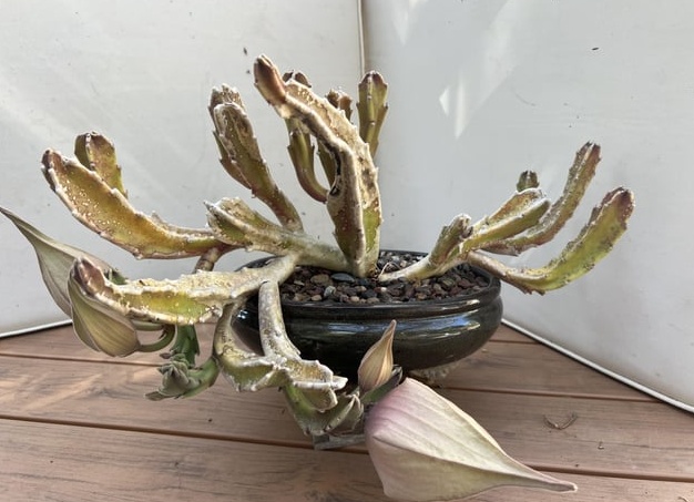 Стапелия. Фотографии Стапелия и другие картинки комнатных цветов.