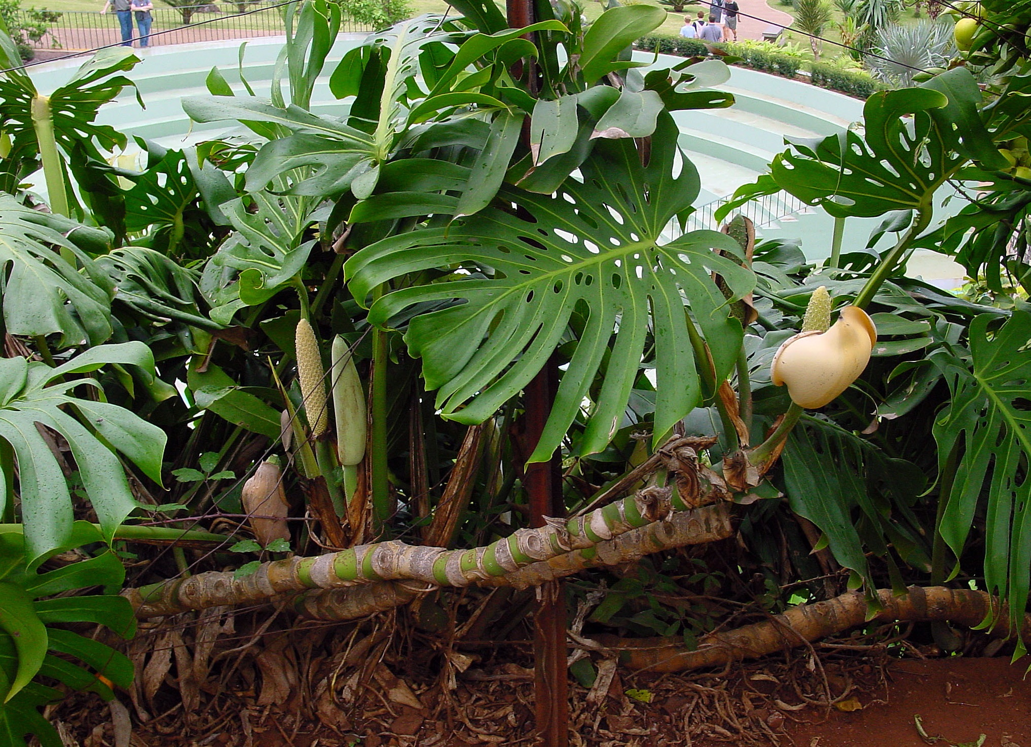 Цветок Монстера. Уход, пересадка, размножение, болезни и фото Монстеры.