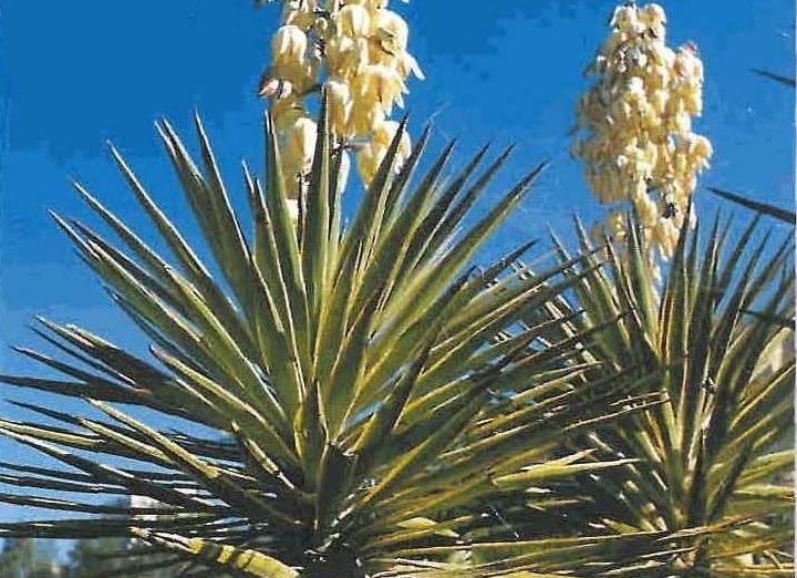 Цветы на букву Ю. Фотографии и названия цветов и комнатных растений на букву Ю.